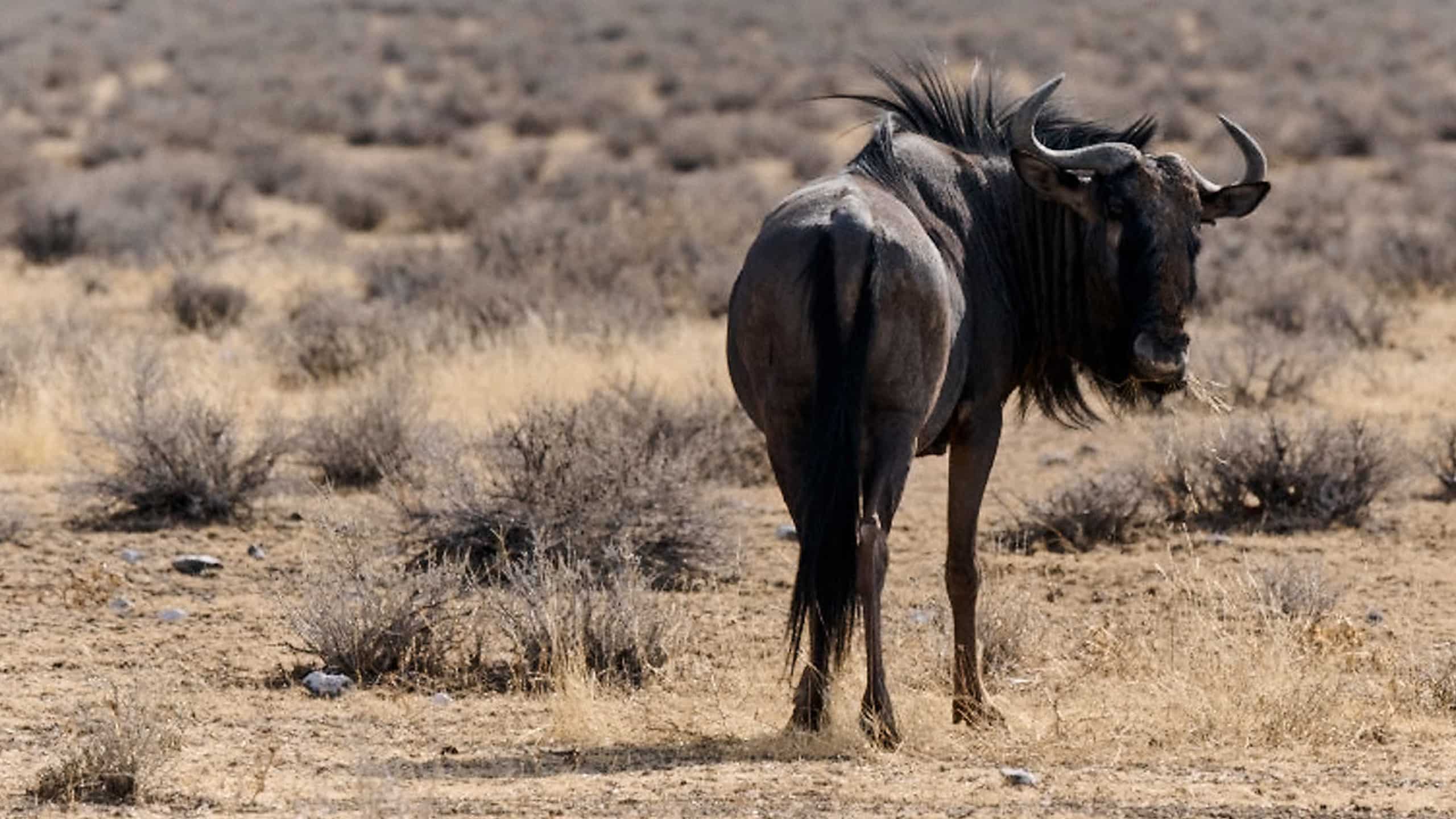 African Bison